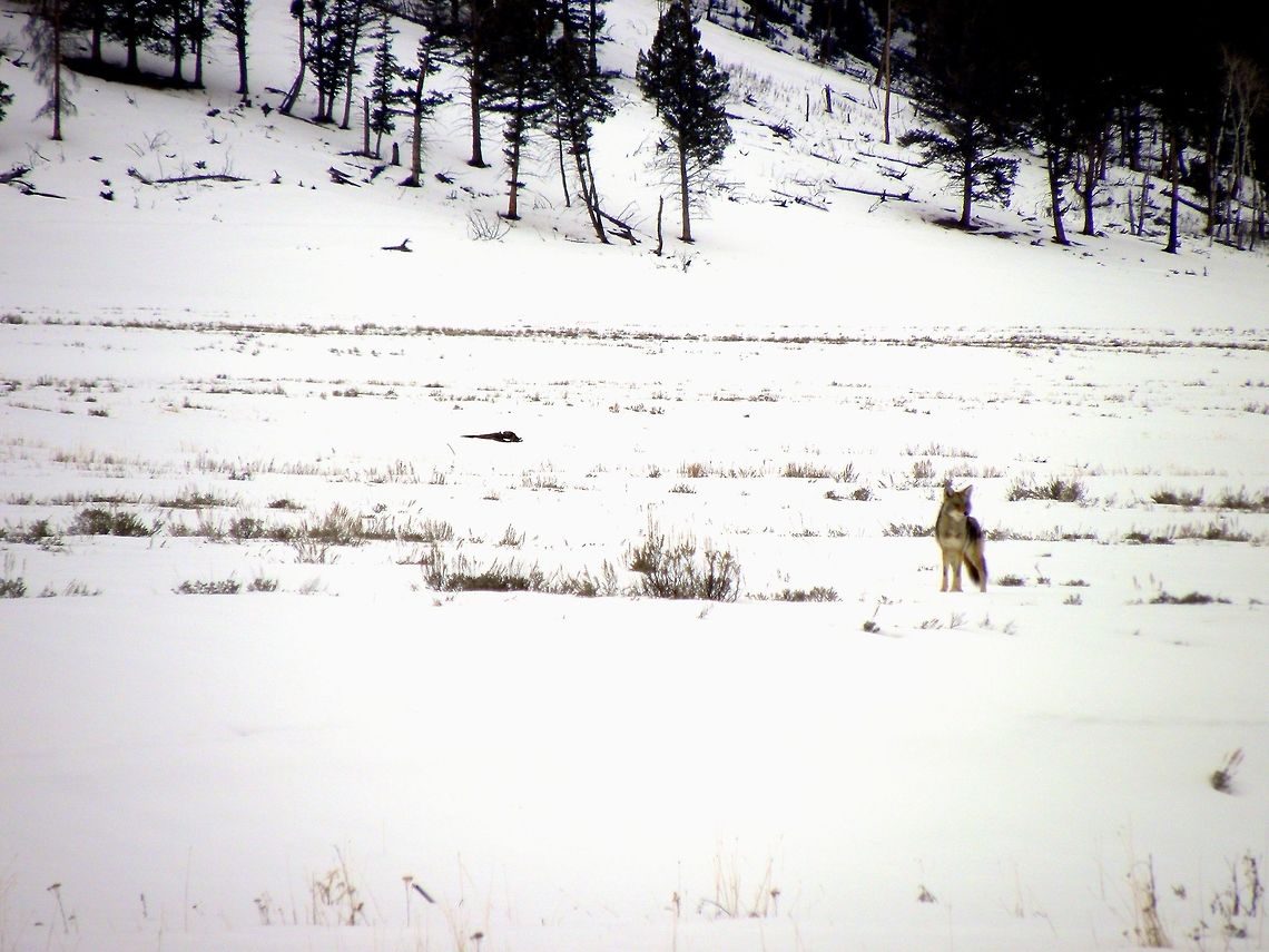 Curious Coyote This coyote was across the Lamar River in Lamar Valley, YNP when we spotted him to take pictures. Little did we know, until the last minute, that another coyote was right beside us on the river bank. I couldn&#039;t get pictures of him because he was spooked. This coyote had a prettier coat anyway.  Geotagged,United States,Winter