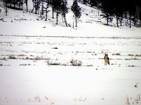 Curious Coyote This coyote was across the Lamar River in Lamar Valley, YNP when we spotted him to take pictures. Little did we know, until the last minute, that another coyote was right beside us on the river bank. I couldn't get pictures of him because he was spooked. This coyote had a prettier coat anyway.  Geotagged,United States,Winter