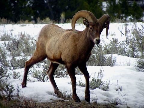 Big Horn Ram This ram was the last one to catch up with the others as they made their way down the mountainside to the Yellowstone River. Something was wrong with his front, left leg and he limped with every step he took. Might have been from a fighting injury or from falling.. who knows. He was about 30 yards from me when I snapped this photo. Bighorn sheep,Geotagged,Ovis canadensis,United States,Winter