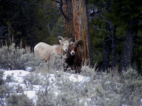Descendants A young and old ram stand side by side watching me take pictures of them. They were grazing on the mountainside just above the Yellowstone River, YNP.  Bighorn sheep,Geotagged,Ovis canadensis,United States,Winter