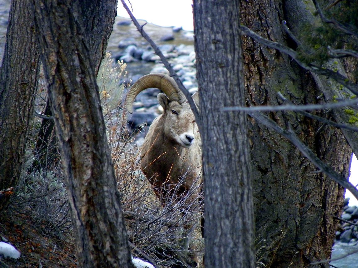 Bashful This ram, along with several others, was grazing on the mountainside just above the Yellowstone River in YNP. I was standing up top, watching these rams make their way down to the river's edge and noticed this guy was watching me too. He was quite the poser!  Bighorn sheep,Geotagged,Ovis canadensis,United States,Winter