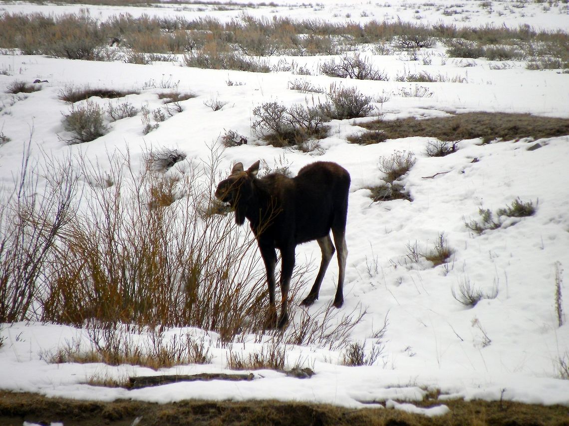 Reaching For It II This bull moose has already shed his antlers and was grazing on some willows by the Lamar River in Yellowstone National Park. He had another bull moose friend grazing beside him and another moose to the east of him bedded down. This is the most moose I&#039;ve ever seen in the park all at once!  Alces alces,Geotagged,Moose,United States,Winter