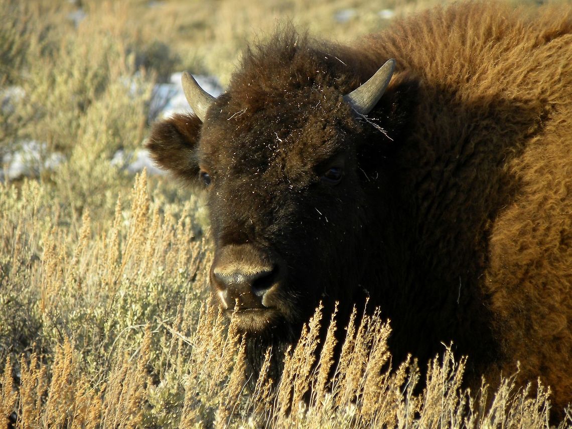 Sage Dusted Face This calf bison was adorable as can be! He was super curious as to why we were stopped to take pictures of him and his relatives. He was also quite talkative while I was trying to photograph his sage dusted face. I love the calves&#039; personalities! Picture taken west of Lamar Valley, YNP.  American bison,Bison bison,Geotagged,United States,Winter
