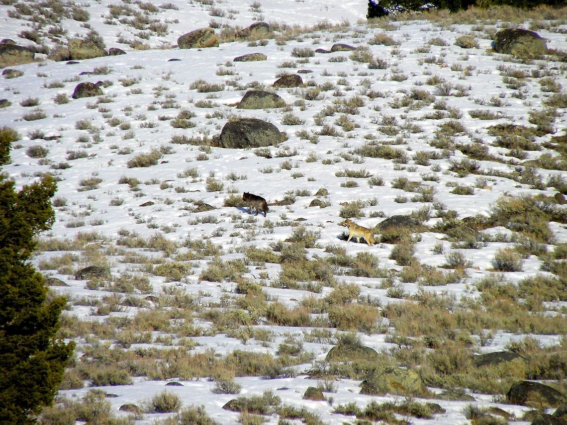 Yellowstone Wolves I wanted to see wolves so badly in the park and was beginning to get discouraged after catching up with Rick McIntyre of the wolf project when he told us that the signal of the alpha female of the Specimen's pack was lost. (this was by the bridge just before Slough Creek) We were on our way out of the park when we saw these two wolves trailing up the hillside. The gray was collared and the black was almost a chocolate brown if zoomed in. I'm not sure which pack these two were from.  Canis lupus,Geotagged,Gray wolf,United States,Winter