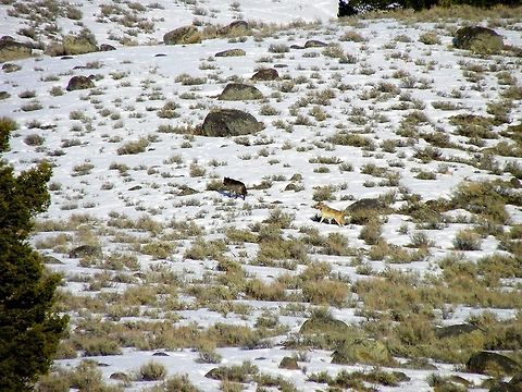 Yellowstone Wolves I wanted to see wolves so badly in the park and was beginning to get discouraged after catching up with Rick McIntyre of the wolf project when he told us that the signal of the alpha female of the Specimen's pack was lost. (this was by the bridge just before Slough Creek) We were on our way out of the park when we saw these two wolves trailing up the hillside. The gray was collared and the black was almost a chocolate brown if zoomed in. I'm not sure which pack these two were from.  Canis lupus,Geotagged,Gray wolf,United States,Winter