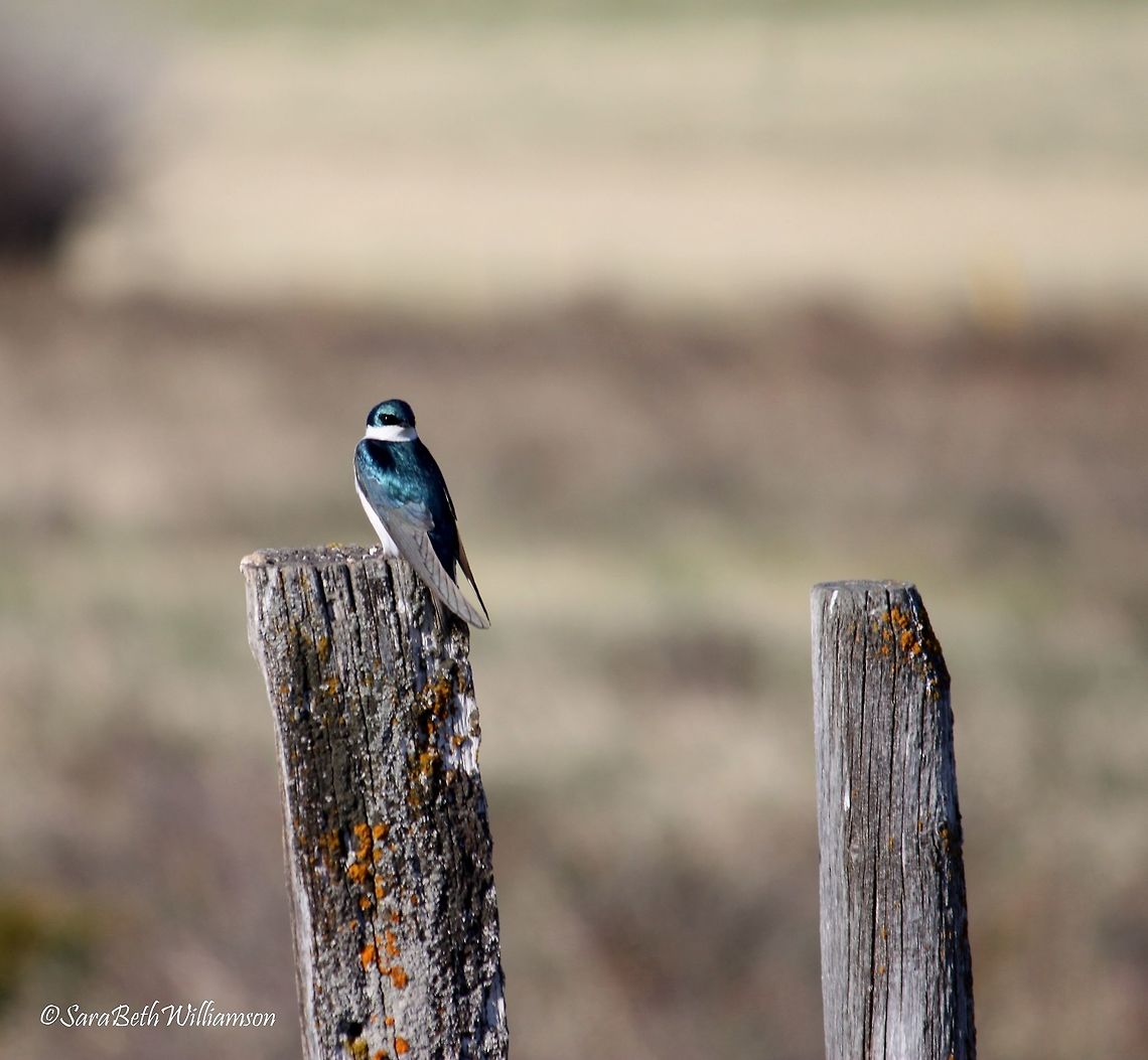 Tree Swallow On my way up to the Snowie's, I was looking at different birds that were along the fence line, trying to name as many species as I could.  I happened upon this one and had to snap a shot. He was too pretty to pass up.  Tachycineta bicolor,Tree Swallow
