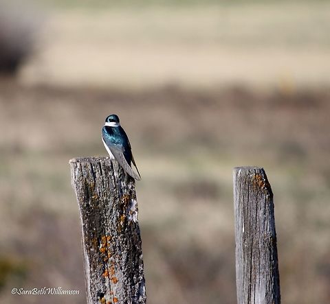 Tree Swallow On my way up to the Snowie's, I was looking at different birds that were along the fence line, trying to name as many species as I could.  I happened upon this one and had to snap a shot. He was too pretty to pass up.  Tachycineta bicolor,Tree Swallow