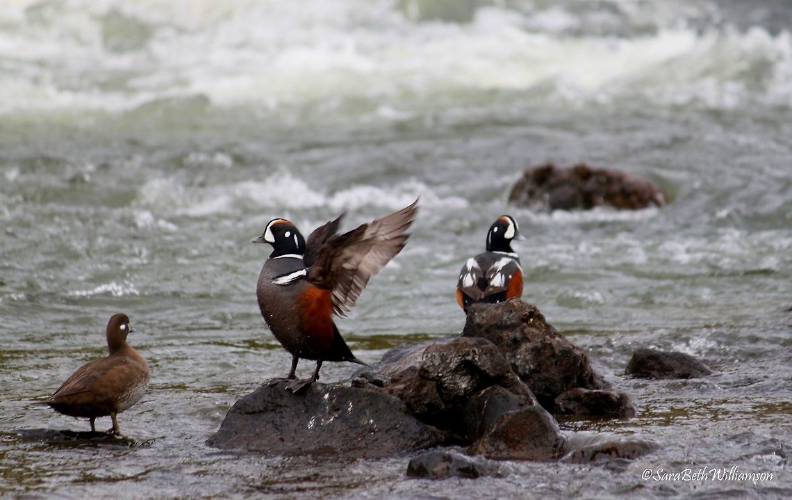 Harlequins at LeHardy Since my senior year in high school, when my teacher showed us a picture of harlequins for our bird picture presentation, I had always wanted to see these birds. Now four years later, I had the privilege to see them for the first time! They are my favorite ducks due to their awkward desire to sit on rocks out in the middle of rapids, their ability to swim in the harsh currents, and of course their beautiful, distinct pattern. I am thankful I got to see them at LeHardy Rapids before they flew away. They&#039;re only around for about a month or so out of the year.   Geotagged,Harlequin duck,Histrionicus histrionicus,LeHardy Rapids,Spring,United States,Yellowstone National Park