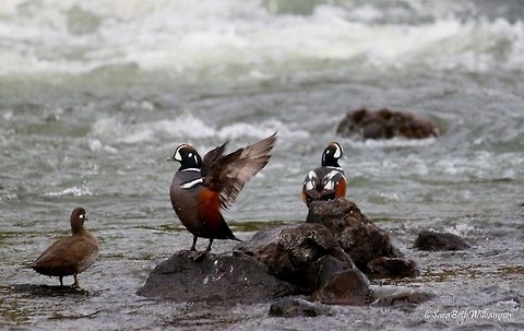 Harlequins at LeHardy Since my senior year in high school, when my teacher showed us a picture of harlequins for our bird picture presentation, I had always wanted to see these birds. Now four years later, I had the privilege to see them for the first time! They are my favorite ducks due to their awkward desire to sit on rocks out in the middle of rapids, their ability to swim in the harsh currents, and of course their beautiful, distinct pattern. I am thankful I got to see them at LeHardy Rapids before they flew away. They're only around for about a month or so out of the year.   Geotagged,Harlequin duck,Histrionicus histrionicus,LeHardy Rapids,Spring,United States,Yellowstone National Park