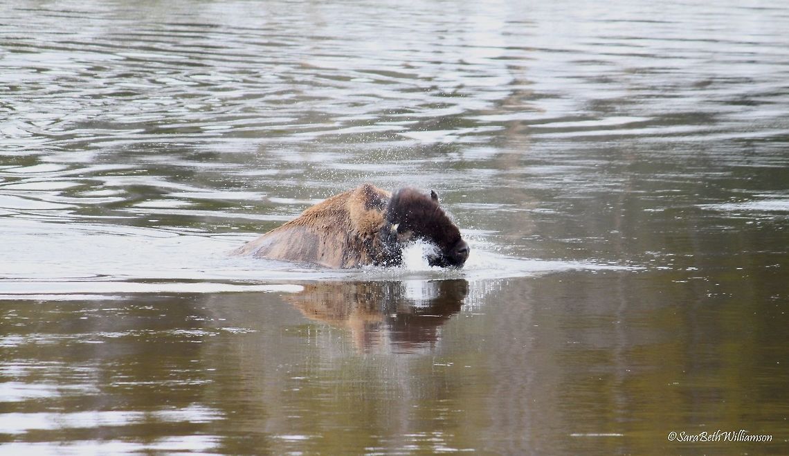 Bison Splashes On my way back through Hayden Valley, this bison was crossing the river to get to the other side of the road.. no pun intended. The water had to have been freezing but he didn't seem to mind the temps. He didn't even shake off when he got out of the water. He just walked out soaking wet, oblivious to the cold weather.   American bison,Bison bison,Yellowstone National Park