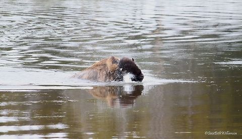 Bison Splashes On my way back through Hayden Valley, this bison was crossing the river to get to the other side of the road.. no pun intended. The water had to have been freezing but he didn't seem to mind the temps. He didn't even shake off when he got out of the water. He just walked out soaking wet, oblivious to the cold weather.   American bison,Bison bison,Yellowstone National Park