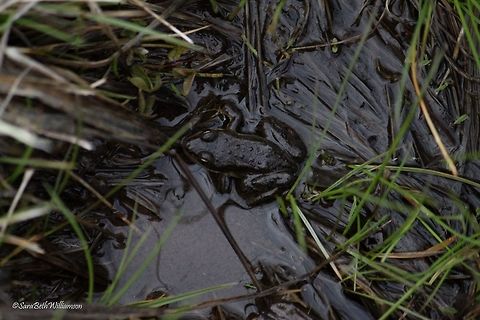 Marshy Frog I'm not an expert at frogs what-so-ever, but I couldn't pass up a top view picture of this little guy. I love the gold on the edges of his eyes.  Geotagged,Spring,United States,Yellowstone National Park