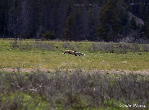 Leaping For Dinner (Red fox) As I was coming back from Hayden Valley, I noticed cars parked along the road of the Nez Perce pullout. There was a fox out in the field looking for rodents to eat. I really wanted to get a picture of it leaping to catch its prey but could only get so close. This had to do.  Nez Perce,Red Fox,Vulpes vulpes,Yellowstone National Park