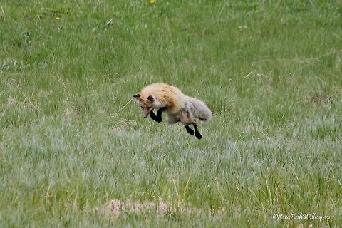 Leaping for Dinner II This fox has been roaming around everywhere, between Nez Perce and Fishing Bridge in Yellowstone National Park. This is the same fox I have already shot before. She had caught 5 different rodents while I was watching her leap into the air several times. Such a cool opportunity to see her multiple times in different places!! Taken near Fishing Bridge. Fishing Bridge,Geotagged,Red Fox,Spring,United States,Vulpes vulpes,YNP