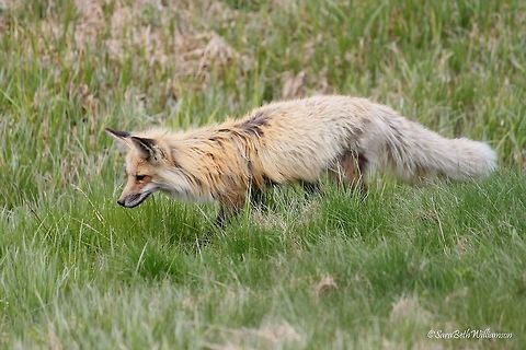 Loosing the Winter Coat Again, this red fox is the same fox I have photographed before. In this photo, she is found honing in on a mole that she caught moments after this picture was taken. You can see she is gangly looking, as she is losing her winter coat. Taken near Fishing Bridge, YNP. Geotagged,Red Fox,Spring,United States,Vulpes vulpes