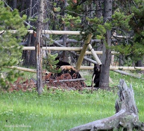 I Spy a Pine Marten II The pine marten can be found in midair above the sow grizzly. I think after realizing the danger he was in, a leap for safety was his best option! I had no idea I got this shot until I looked through my photos moments later. Pretty lucky if you ask me! Taken near Fishing Bridge, YNP.  American marten,Martes americana
