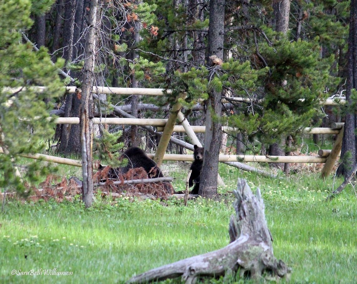 I Spy a Pine Marten So this story is one of the coolest I've been able to share while I've been living in Yellowstone National Park. I was in the office with my boss and boyfriend when my boss noticed that people were pulling into our resident housing driveway (Visitors are not allowed in this area.). He stepped outside to see what the people were looking at and realized they were watching a sow grizzly and two cubs. They were not visible from the road so a few people snuck in to our drive to snap some pictures of them. The sow had taken down an elk calf that had just been born and was eating it in a safer place, away from the road. While I was sitting on the ground taking pictures, little did I know there was a pine marten sitting above the cub next to the pine tree. I think he realized the kind of danger he was in (being grizzly cubs can climb really well) and decided to take a leap to get away from being food himself. I had always wanted to get a photo of some sort of a pine marten and this just happened to be the first and most unexpected shot I have taken of these creatures! Taken near Fishing Bridge, YNP.  American marten,European pine marten,Martes americana,Martes martes