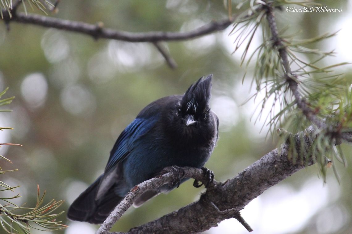 Camp Robber, Pretty in Blue These birds can become quite the camp robbers! This Stellar&#039;s Jay was found right outside my camper as my friends and I were cooking over the campfire. He squawked at us a couple of times as if he was begging for any scraps we might throw his way. Such a cool looking bird! Taken near Fishing Bridge, YNP.  Cyanocitta stelleri,Geotagged,Spring,Stellers jay,United States