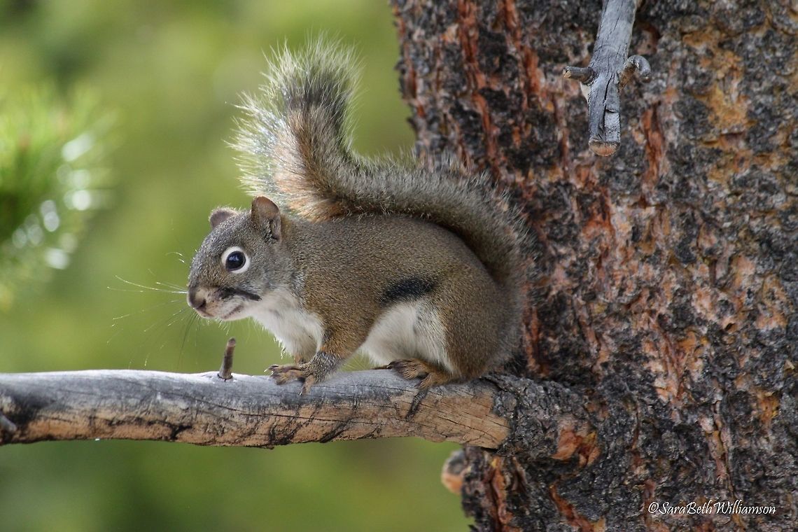 Red Squirrel This red squirrel was practically posing for photos as I and an Asian man snapped some pictures. I love these squirrels personalities! Taken at the mud volcanoes in Yellowstone National Park. American red squirrel,Tamiasciurus hudsonicus