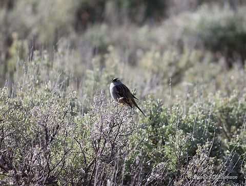 White-crowned Sparrow Taken at Nez Perce, YNP.  Geotagged,Spring,United States,White-crowned Sparrow,Zonotrichia leucophrys