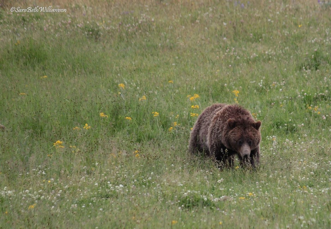Hungry For Grubs This grizzly bear was hanging out close to the road in Hayden Valley, YNP. He crossed in-between cars in search of grub on the other side.  Grizzly bear,Ursus arctos horribilis