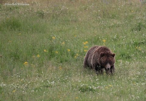 Hungry For Grubs This grizzly bear was hanging out close to the road in Hayden Valley, YNP. He crossed in-between cars in search of grub on the other side.  Grizzly bear,Ursus arctos horribilis