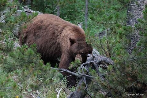Cinnamon, Black Bear This cinnamon black bear was turning over trees next to the road by the Artist Point turn in YNP. He came within 5 feet of visitors as they were trying to get pictures of him. Thankfully, nobody was threatened by the bear, and luckily, a ranger.  American black bear,Ursus americanus