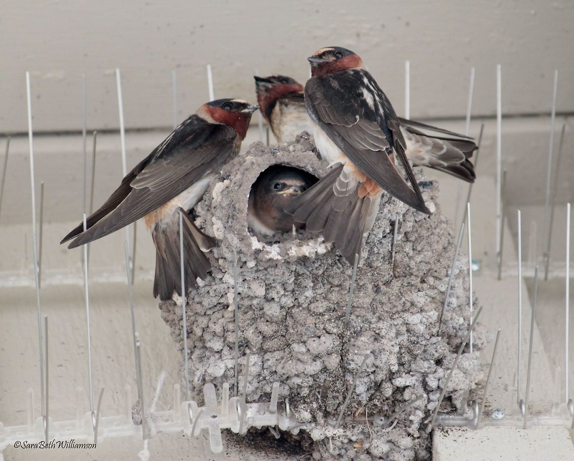 Nesting in Spikes These swallows were nested in the corner of the visitor center of Bridge Bay, YNP. The female in the nest cocked her head back and forth, pondering what I was doing below their nest.  American Cliff Swallow,Petrochelidon pyrrhonota