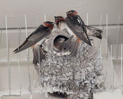 American Cliff Swallow