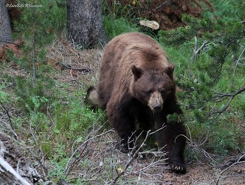 Bear Crawl A cinnamon black bear walks down toward our vehicle, in search for food to dig up. Taken in YNP. American black bear,Ursus americanus