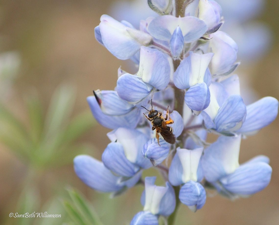 An Insect on Lupine I'm not sure what kind of bee this is, but he was certainly interested in feeding on lupine below the Grand Tetons.