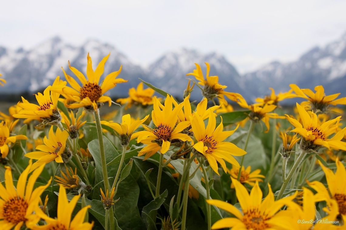 Grand Teton Balsamroot The wildflowers in June at the Grand Tetons were incredible!  Arrowleaf Balsamroot,Balsamorhiza sagittata