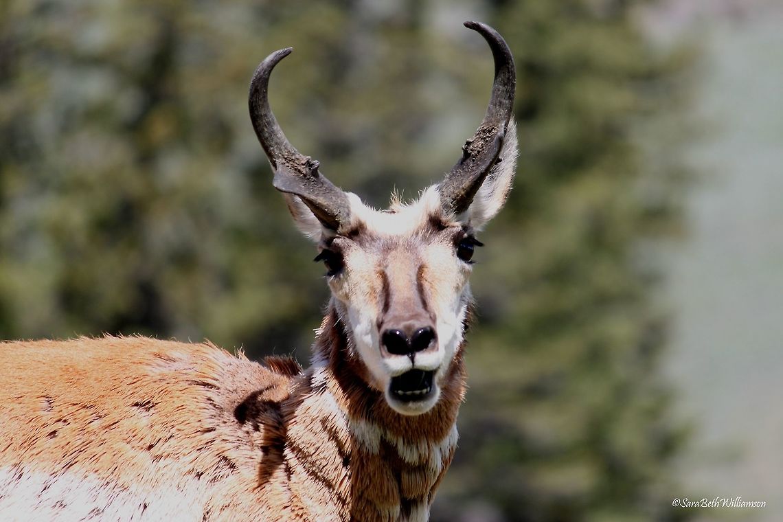 Chewing His Cud A pronghorn at Slough Creek, YNP chewing his cud.  Antilocapra americana,Pronghorn