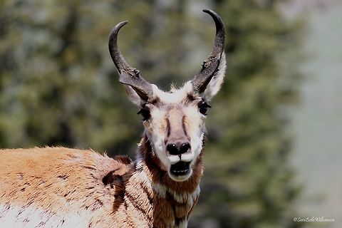 Chewing His Cud A pronghorn at Slough Creek, YNP chewing his cud.  Antilocapra americana,Pronghorn