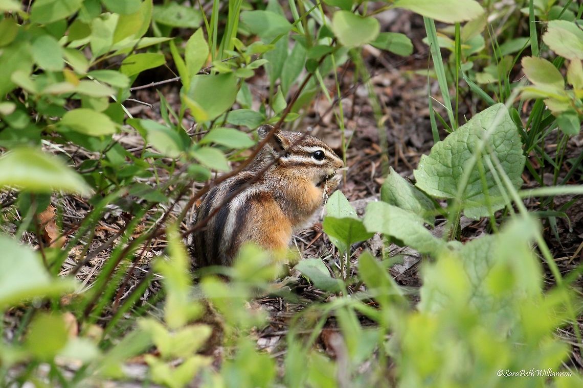 Flower Eater This little chipmunk was feeding on dandelions near Jenny Lake, Grand Teton National Park. I always find little rodents like this interesting. They have such a funny personality.  Least chipmunk,Neotamias minimus,Neotamias umbrinus,Uinta chipmunk