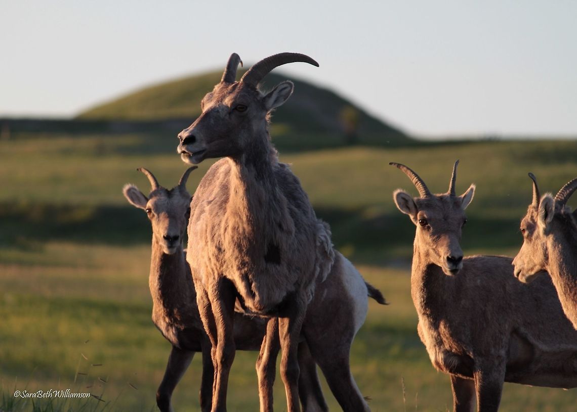 Girls Who Run The World These Badland ewes were very giddy and jumpy early in the morning. There were about 30 of them that starting running toward Travis and I as we were parked on the side of the road. We couldn&#039;t help but laugh as we watched them butt heads with one another and jump around like rabbits. Taken in the Badlands National Park.  Bighorn sheep,Ovis canadensis