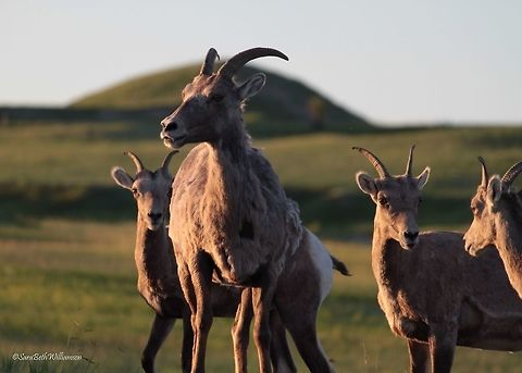 Girls Who Run The World These Badland ewes were very giddy and jumpy early in the morning. There were about 30 of them that starting running toward Travis and I as we were parked on the side of the road. We couldn't help but laugh as we watched them butt heads with one another and jump around like rabbits. Taken in the Badlands National Park.  Bighorn sheep,Ovis canadensis