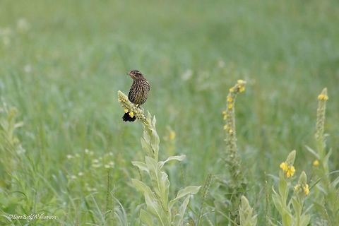 Female Red Winged Blackbird Taken in Illinois on the Mississippi Backwaters.  Agelaius phoeniceus,Red-winged blackbird