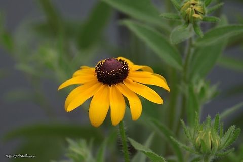 Black-eyed Susan closeup  Black-eyed Susan,Rudbeckia hirta