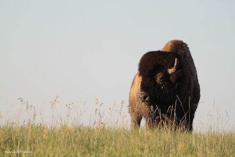 Badland Bison Taken in the Badlands National Park. American bison,Bison bison