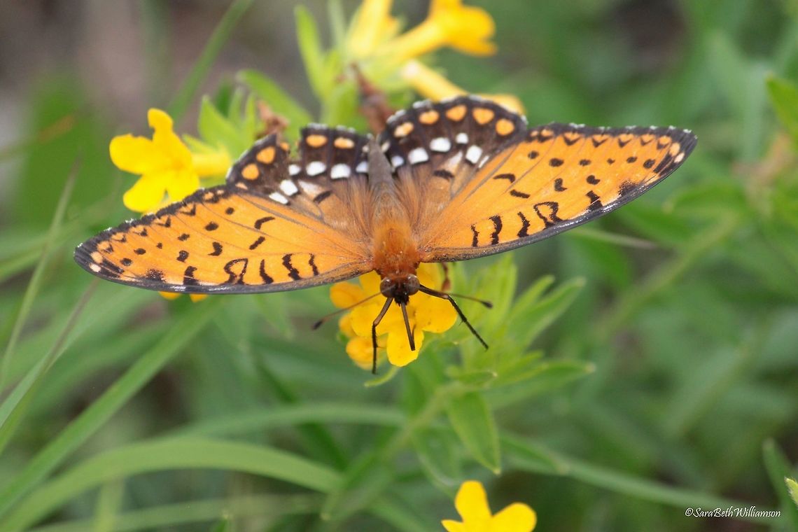 Regal fritillary top view Taken in Illinois. Regal fritillary,Speyeria idalia