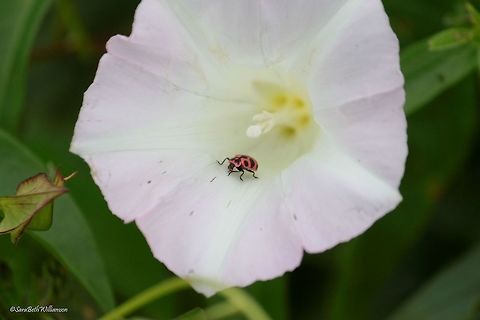 Spotted lady beetle on pink flower Photo taken in Illinois as I was chasing down butterflies. Coleomegilla maculata
