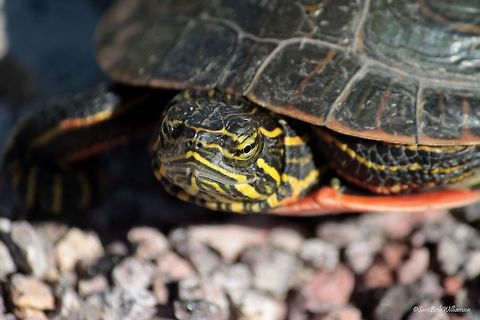 Painted Portrait This little guy was found on the side of the road in Custer National Park. He was too pretty to pass up.  Chrysemys picta,Painted turtle