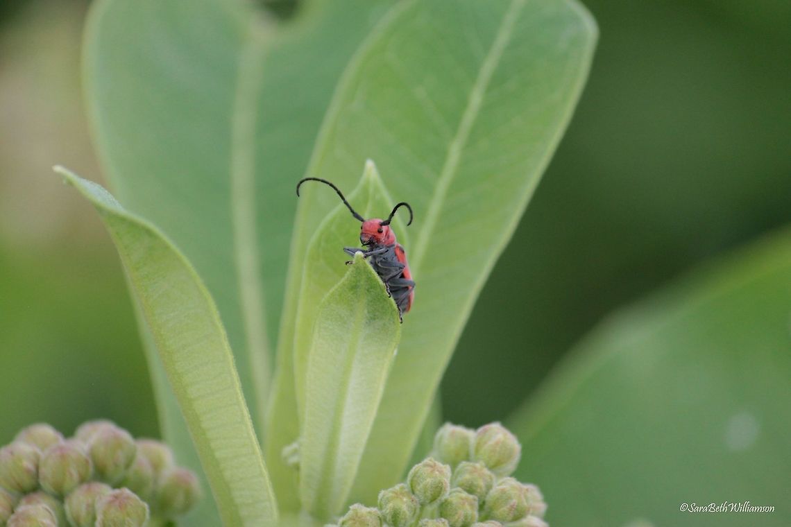 Red Milkweed Beetle Taken in Illinois.  Red milkweed beetle,Tetraopes tetrophthalmus