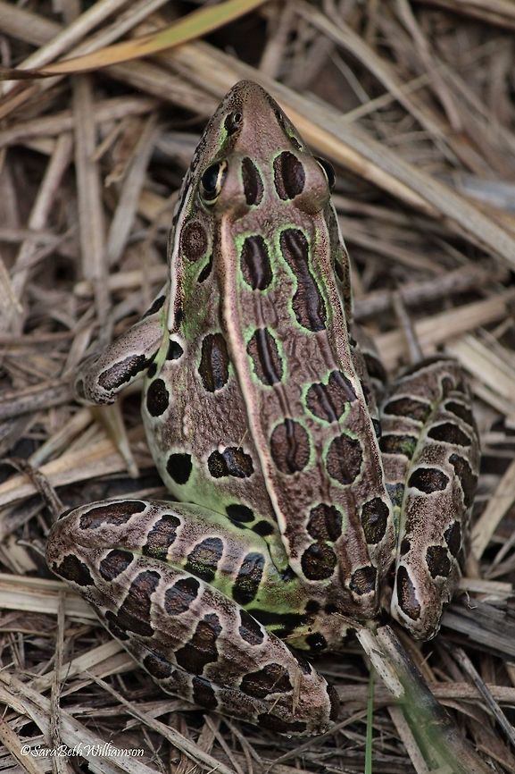 Northern Leopard Frog It&#039;s amazing how well these frogs blend in with their environment! I had to maneuver through the grass to find them and finally got a clear shot at this guy. Taken in Illinois.  Lithobates pipiens,Northern leopard frog