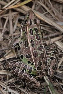Northern Leopard Frog It's amazing how well these frogs blend in with their environment! I had to maneuver through the grass to find them and finally got a clear shot at this guy. Taken in Illinois.  Lithobates pipiens,Northern leopard frog
