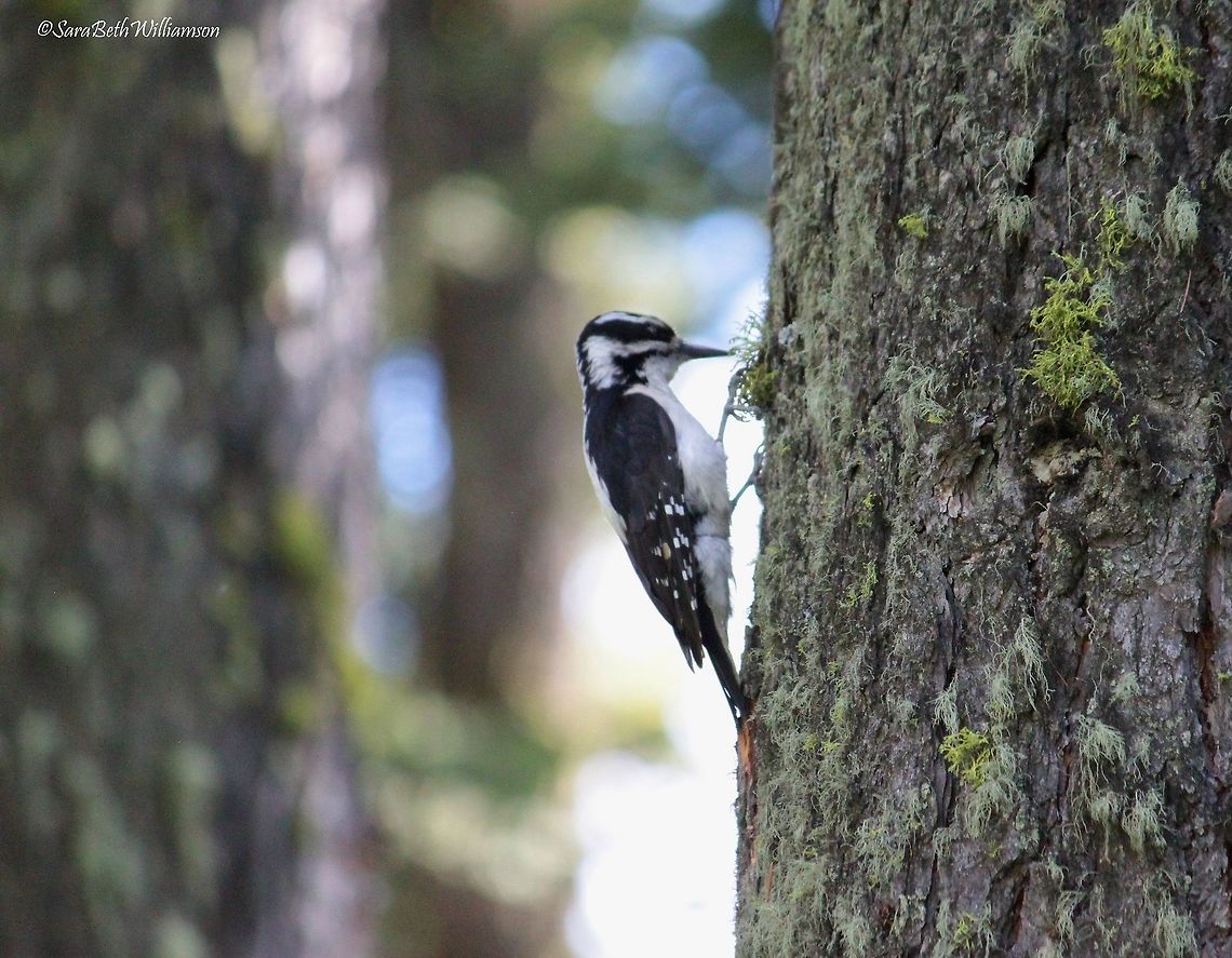 Hairy Woodpecker Taken in Lamar Valley, Yellowstone National Park. Hairy Woodpecker,Hairy woodpecker,Leuconotopicus villosus,Picoides villosus