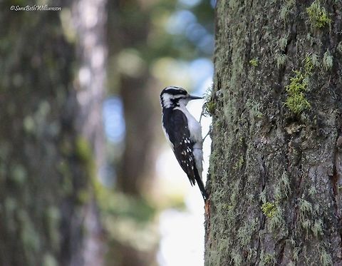 Hairy Woodpecker Taken in Lamar Valley, Yellowstone National Park. Hairy Woodpecker,Hairy woodpecker,Leuconotopicus villosus,Picoides villosus
