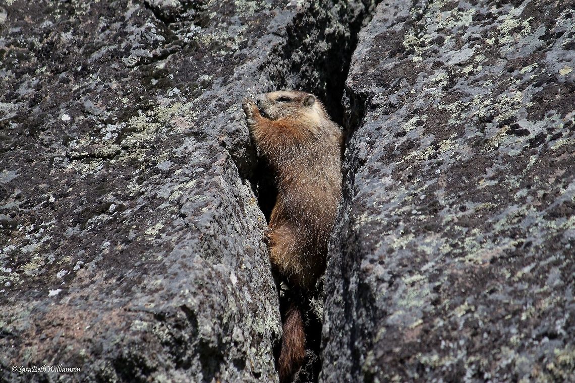 Between A Rock And A Hard Place Taken on the Slough Creek Trail in Yellowstone.  Marmota flaviventris,Yellow-bellied marmot