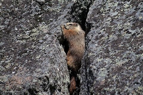Between A Rock And A Hard Place Taken on the Slough Creek Trail in Yellowstone.  Marmota flaviventris,Yellow-bellied marmot